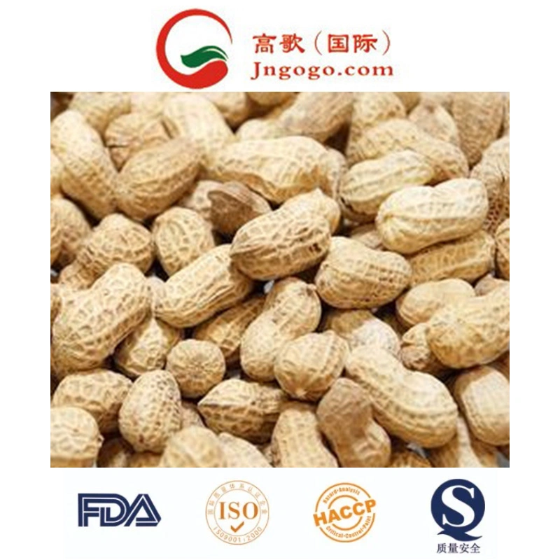 New Crop Luhua Haihua Peanut in Shell (9/11, 11/13)