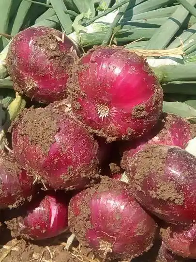 China Natural Vegetable Huge Good Quality Red Onion Yellow Onion Laiwu Manhing Supply