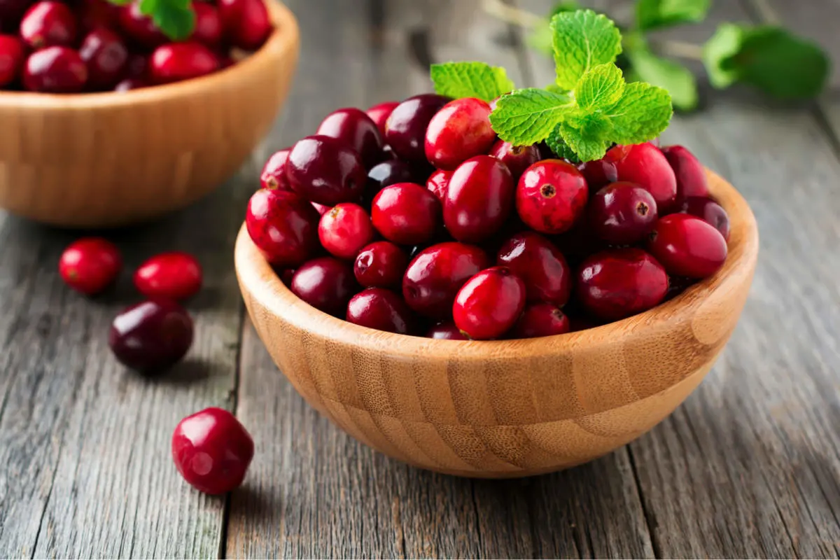 Extracto de fruta de 100% de Cranberry natural com amostra gratuita