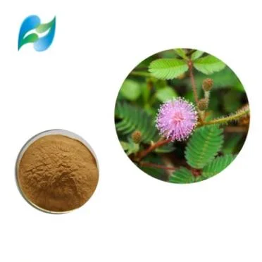 Extrait de mimosa Pudicae Sensitiveplat Herb Extrait Extrait de mimosa