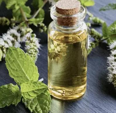 Peppermint Oil Bulk Peppermint Essential Oil Natural Peppermint Oil