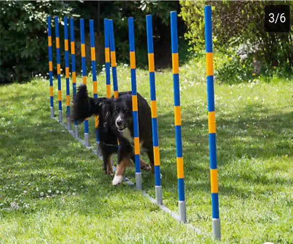 Agilidade de cão de estimação formação 12 Tecem Pole Slaom Outerdoor