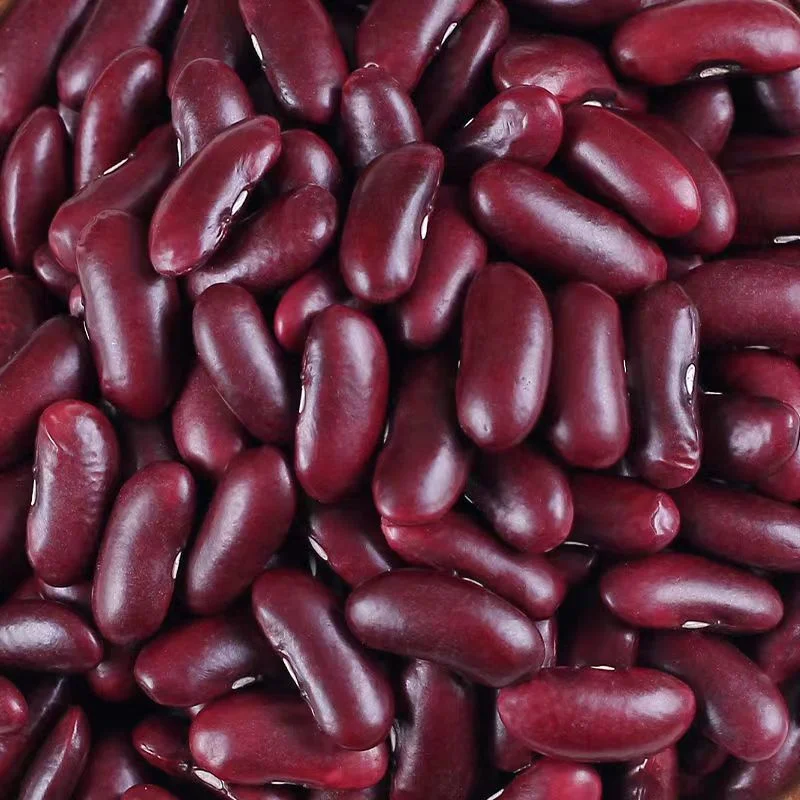 Dark Red Kidney Bean Top Quality