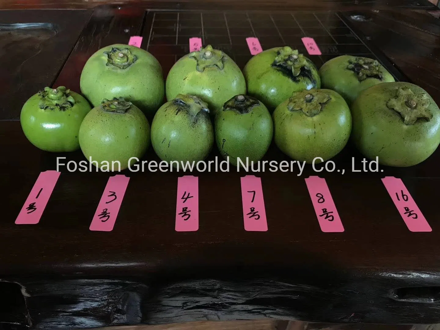 Diospyros Nigra Fruit Tree China Manufacturer