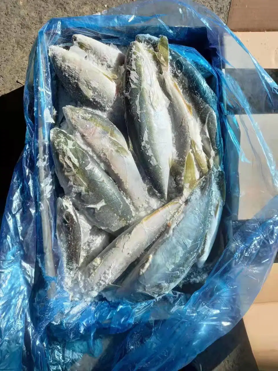 Good Quality Ikan Amberjack Fish Korean Origin Yellow Tail Scad