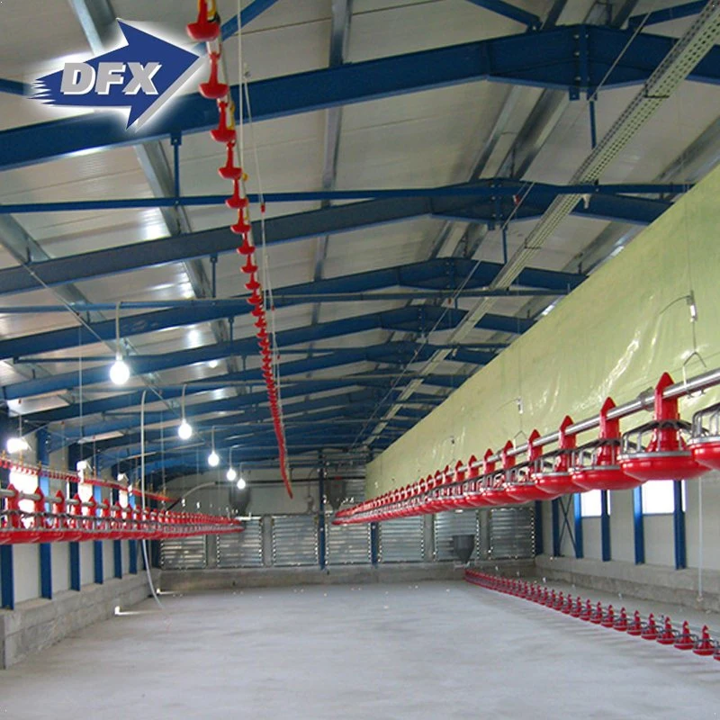 Large Span Steel Structure Poultry Broiler Farm