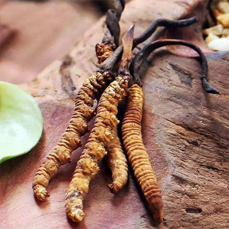 Poudre d'extrait de champignon Cordyceps Militaris Ophiocordyceps Sinensis pour le café aux champignons.