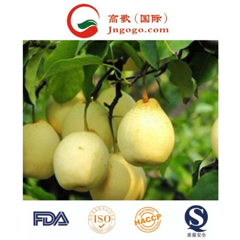 New Crop Fresh ISO Fengshui /Golden /Asian Pear