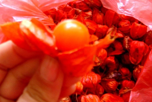 200PCS Edible Fruits Hybrd F1 Physalis Alkekengi Seeds Chinese Lantern Fruit Seeds for Planting