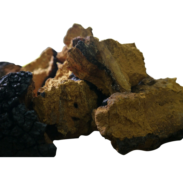 Органический Chaga Mushroom Lion′ S Mane Mushroom Reishi Mushroom Ganoderma Прозрачный грибный экстракт смеси