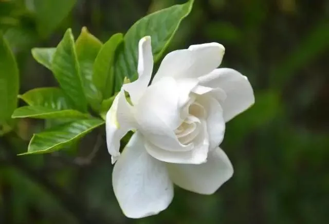 Extracto de planta polvo de jazmín fresco Flores