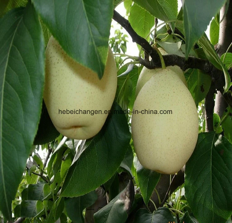 High Quality Fresh and Juicy Ya Pear for Exporting