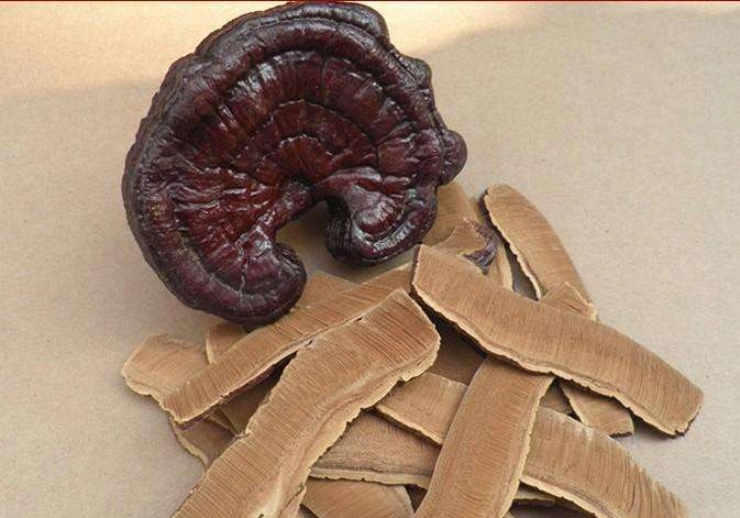 Reishi Mushroom lucide séché Ganoderma Lingzhi