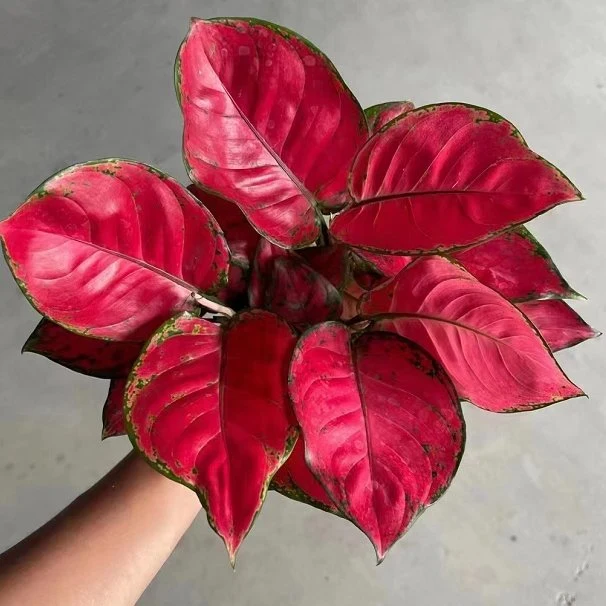 Aglaonema Red Beauty Ornamental Plant All Kinds of Aglaonema for Sale