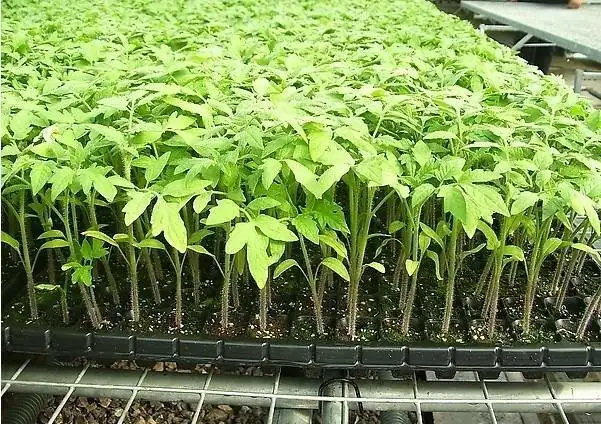 Tabuleiro de tamanho completo planta hidroponia berçário berçário viveiro viveiro de mudas