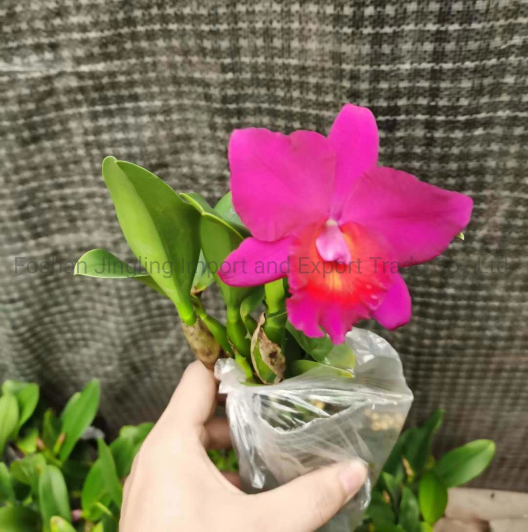 Cattleya Phalaenopsis Live Pflanze Zimmerpflanzen Hochzeit Blume für zu Hause Dekoration