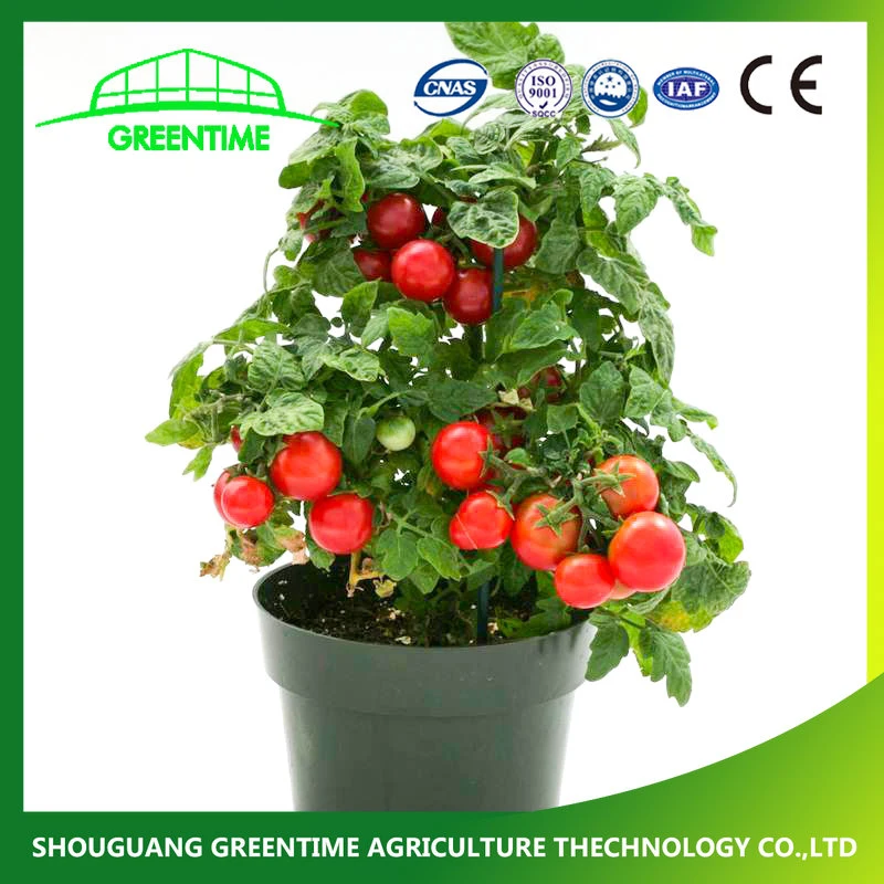 China Company High Yield Tomaten Samen Wachstumstyp Frucht Cracking Widerstand