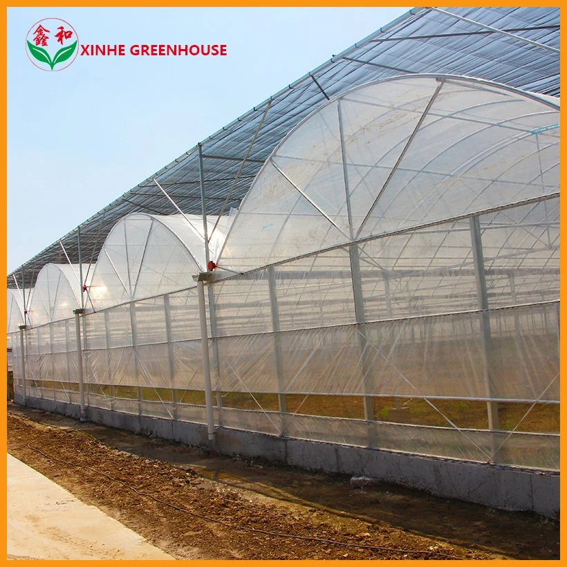 Single Span Film Greenhouse for Succulent