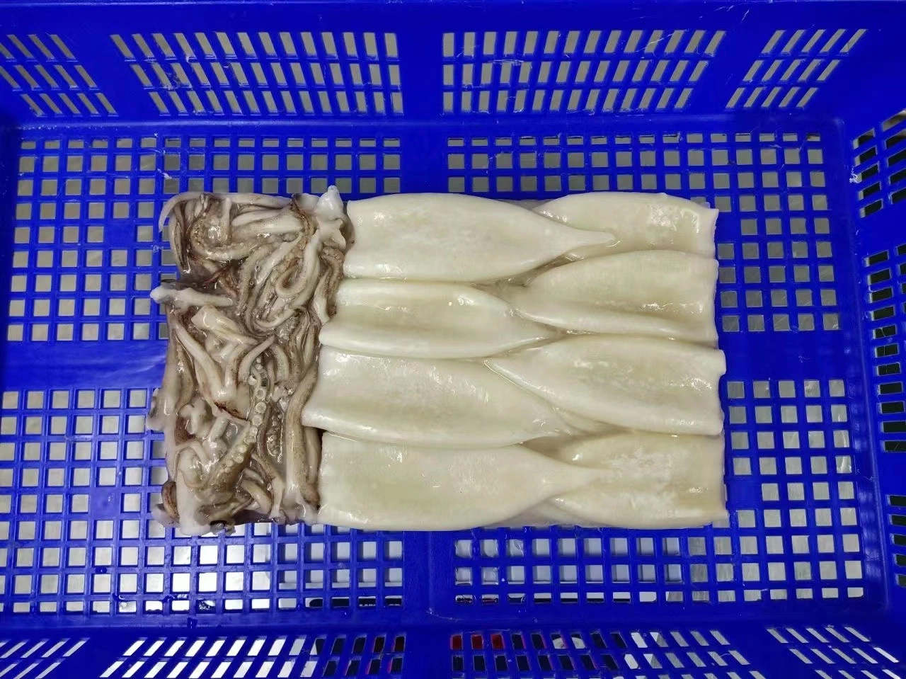 Frozen Squid T+T (Tube, Tentacle) /Calamari T+T/Calamar/Pota/Illex Squid/Gigas Squid/Giant Squid