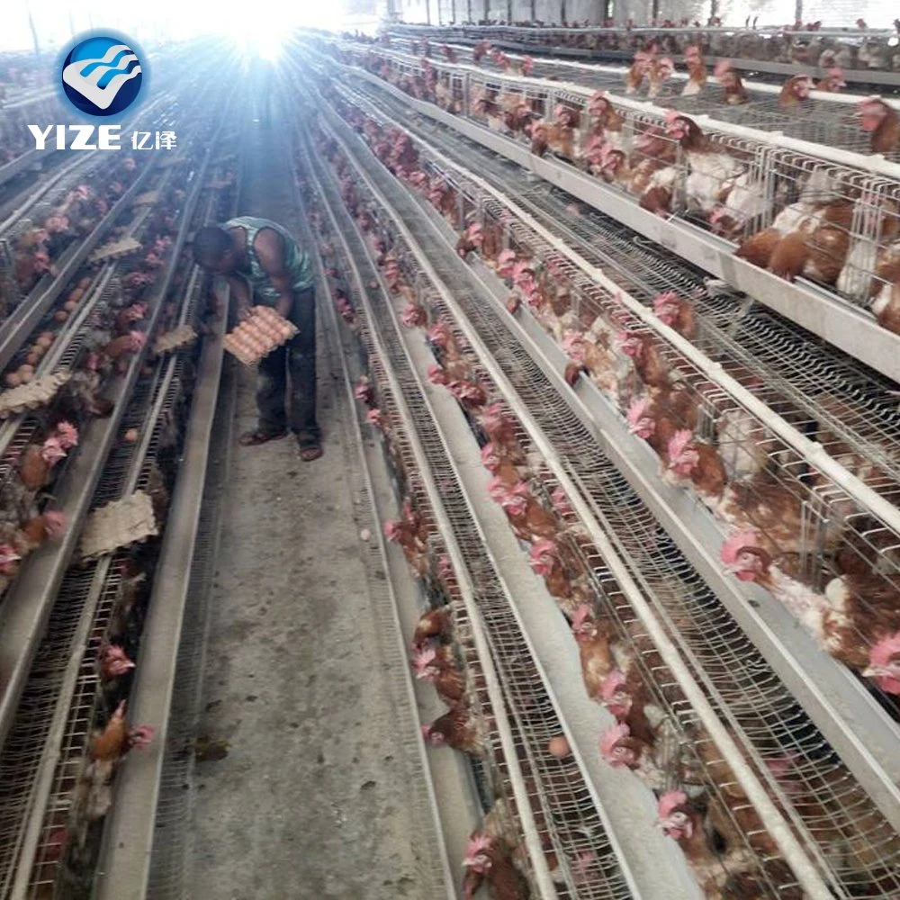 3 Tier 96 Capacity Chicken Layer Poultry Farm Design