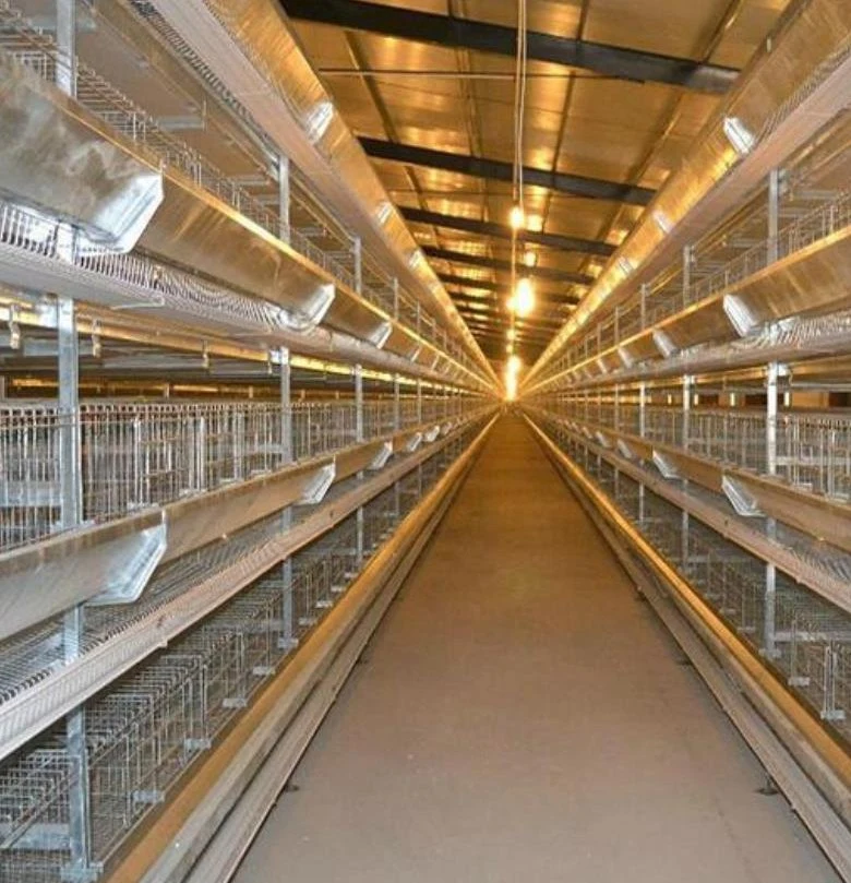 Automatic Chicken House/Poultry Farm Equipment Battery Cage System/Drinking Line/Farm Machinery/Poultry House/Egg Incubator/Exhaust Fan/Poultry Farm Layer Cages
