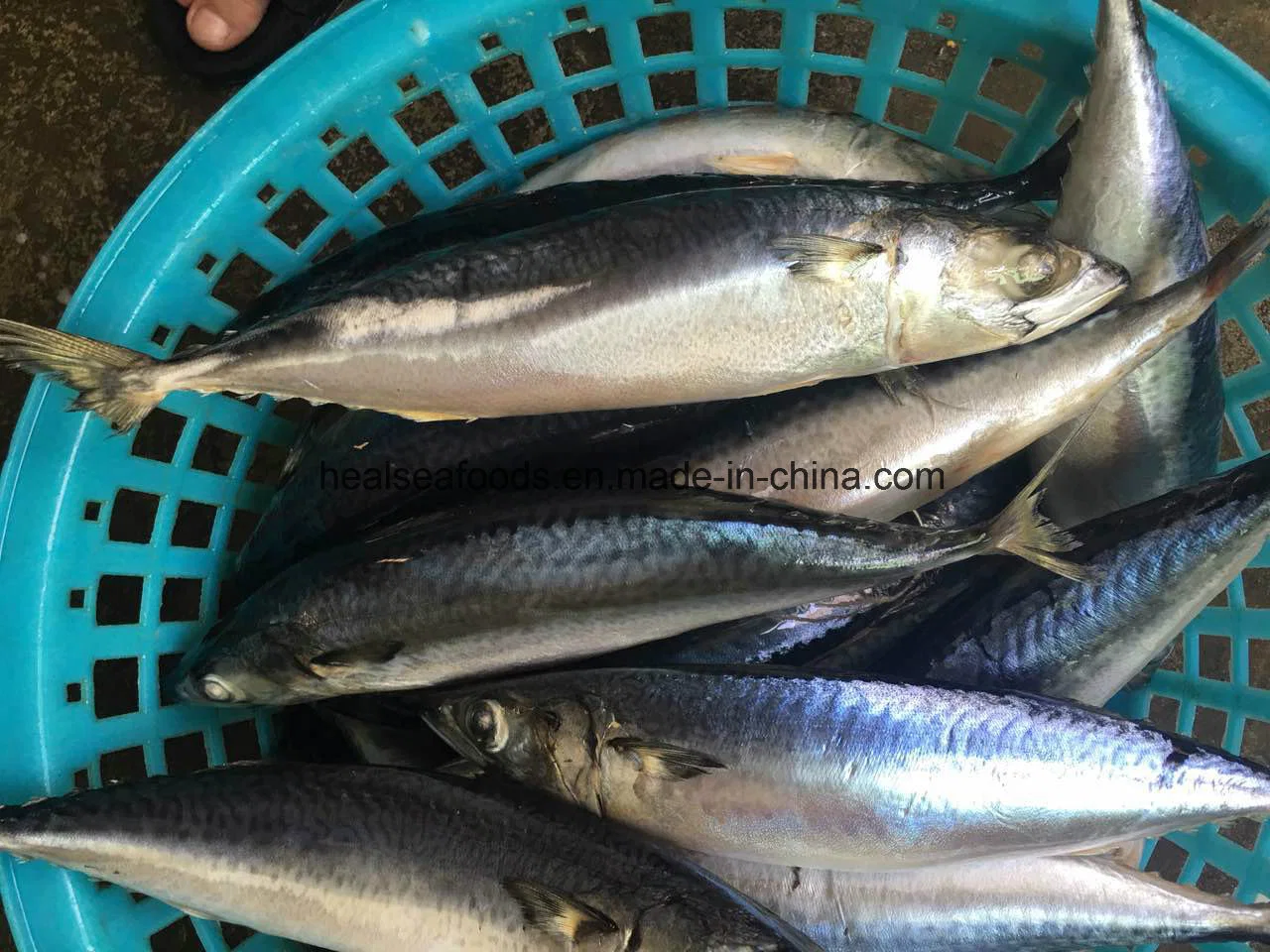 Best Freshness Fish Frozen Pacific Mackerel