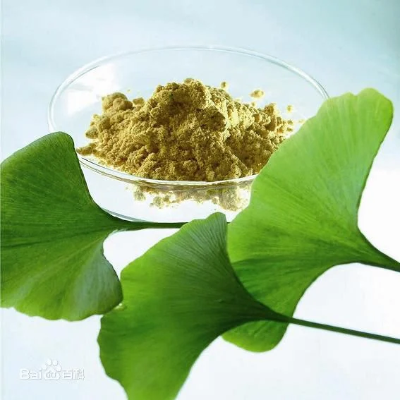 Ginkgo biloba Leaf Extract أداة Powder Herbal Extract للملحق الغذائي