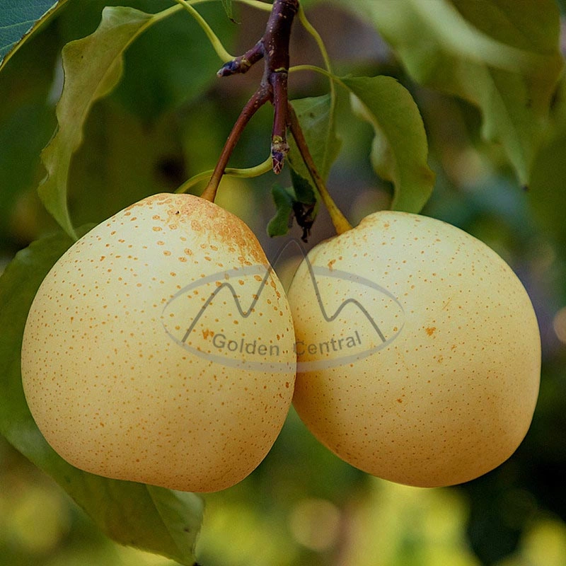 New Crop Best Quality Sweet Ya Pear