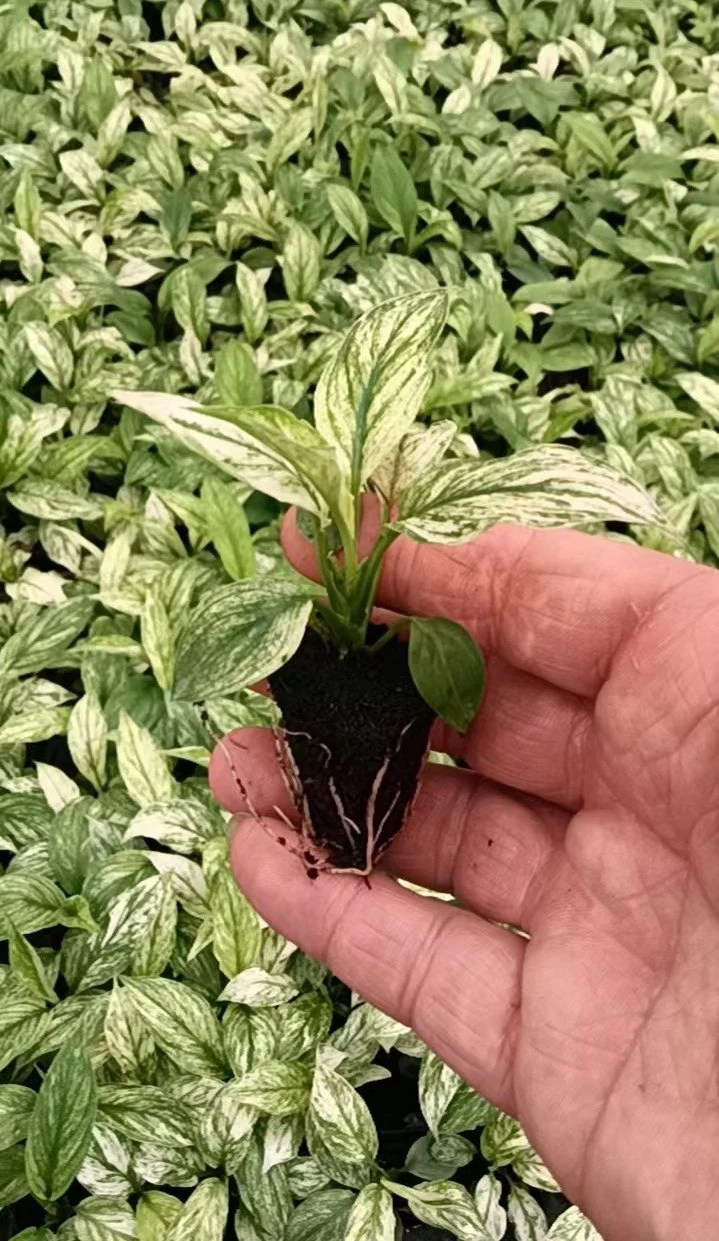 Spathiphyllum Sensation Variegata Natural Live Flowering Live Indoor Tray Plants Wholesale/Supplier Import