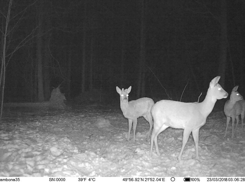 Professional 4G de fábrica da câmera de caça de GPS para caçar animais selvagens