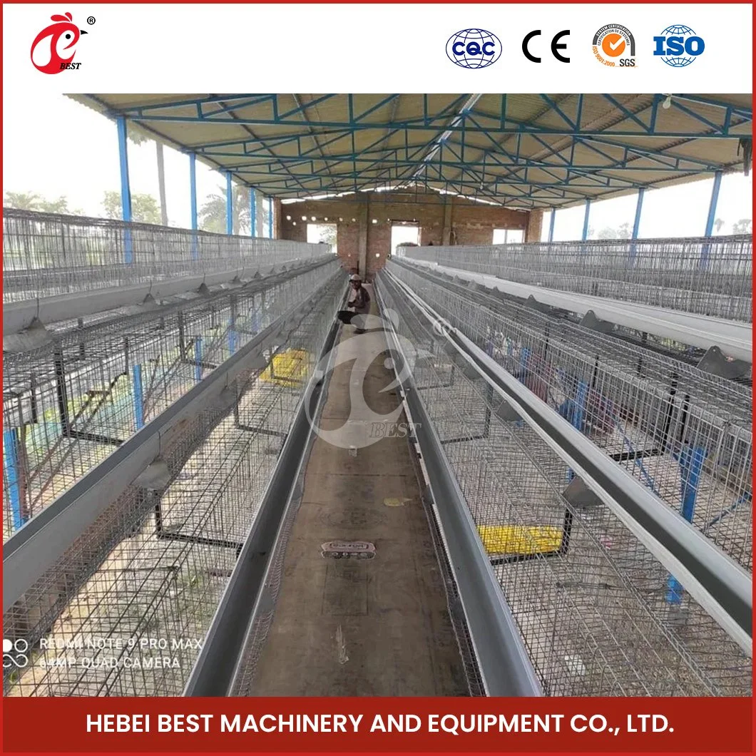 Bestchickencage a Type Pullet Hen Cage Breeder Cage China Steel Chicken Brooder Houses Supplier OEM Customized Bamboo Material Brooder Pullet Cages