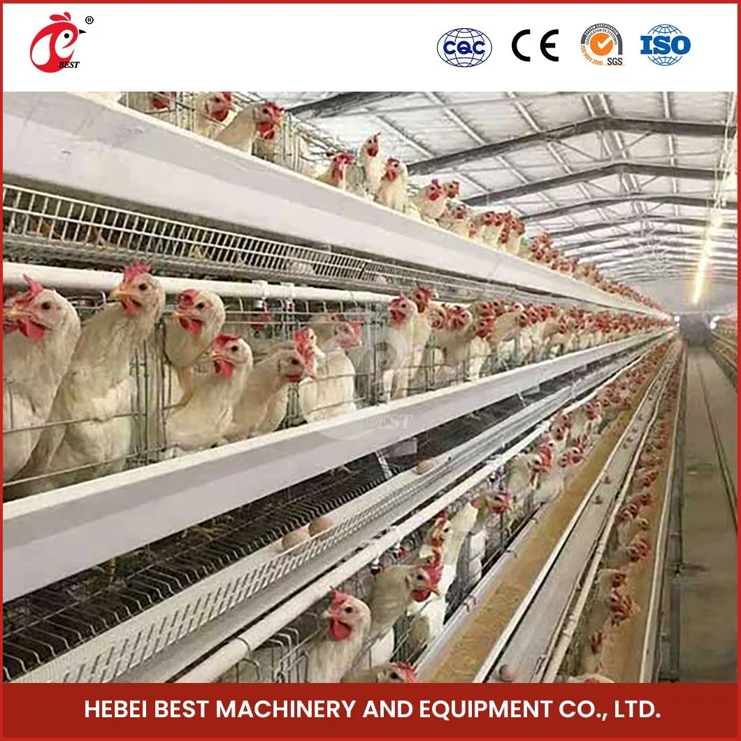 Bestchickencage Ordinary Type Layer Cage China Chicken Layer Coops Manufacturing Free Sample Steel Wire Material Poultry Layer Cage