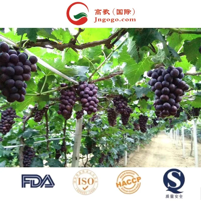 Factory Kyoho Grape with Best Price