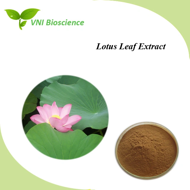 Kosher Halal Certified 100% Natural Lotus Leaf Extract