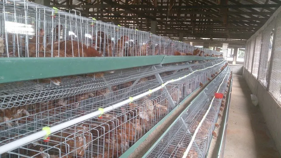 Pollos a través de las jaulas de pollo de granja avícola