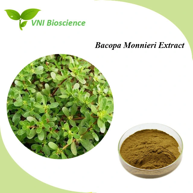 Kosher Halal Сертифицированный Bacopa Monnieri Herbal Extract