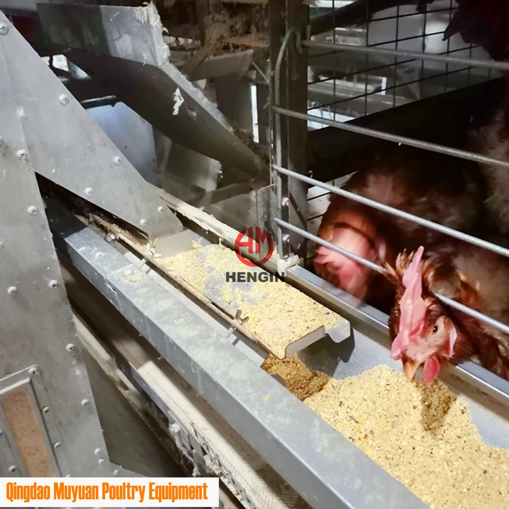 Automatic Poultry Chicken Livestock Machinery/ Equipment for South Africa Farm