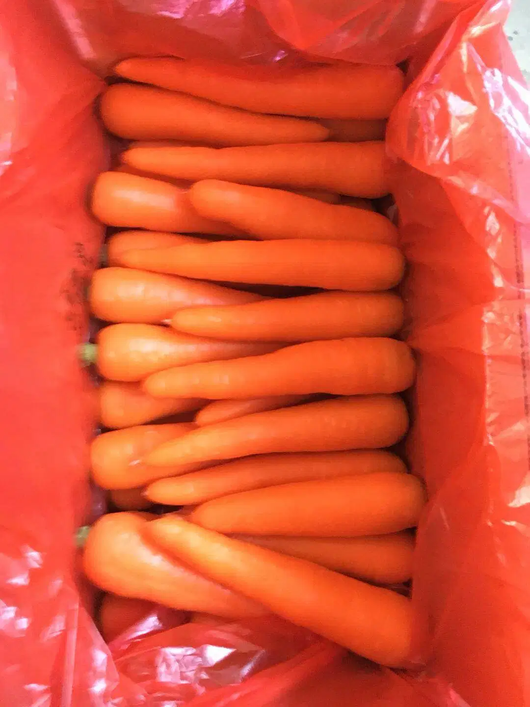 Good Quality and Price Carrot From Shandong Area