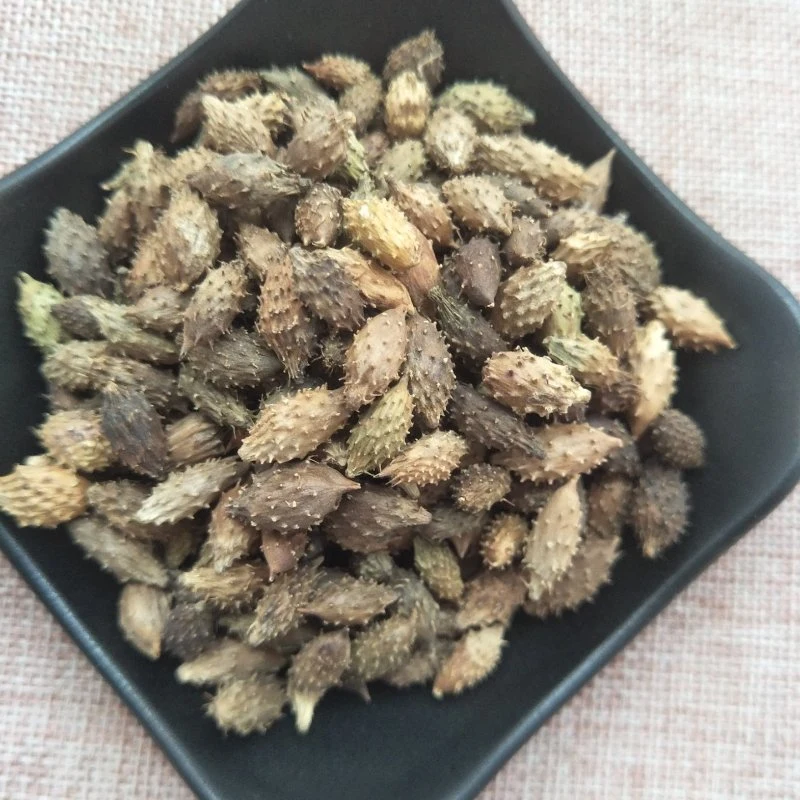 Cang Er Zi Factory Supplies Wholesale Bulk Natural Herb Medicine Xanthium Sibiricum for Health