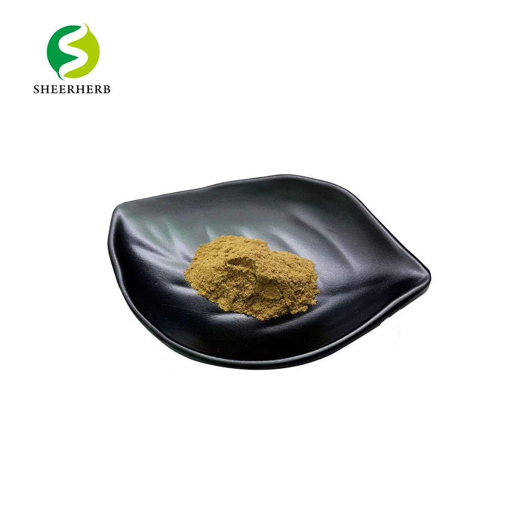 Astragalus Membranaceus Plant Root Extract Powder 10: 1 Astragalus P. E