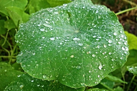 Agricultura silicona modificada agente de esparcido y penetrante ZS-520 para pesticidas