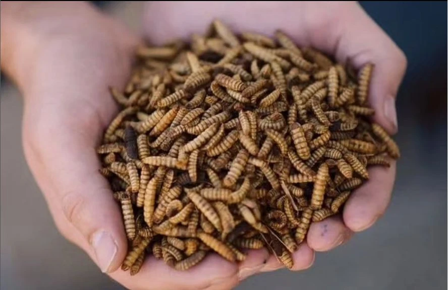 Alimentación de aves de corral Salud de Nutrición Alta Alimentación de mascotas Grado ampliamente utilizado Larvas de BSF el Maggot seco contiene proteína animal rica