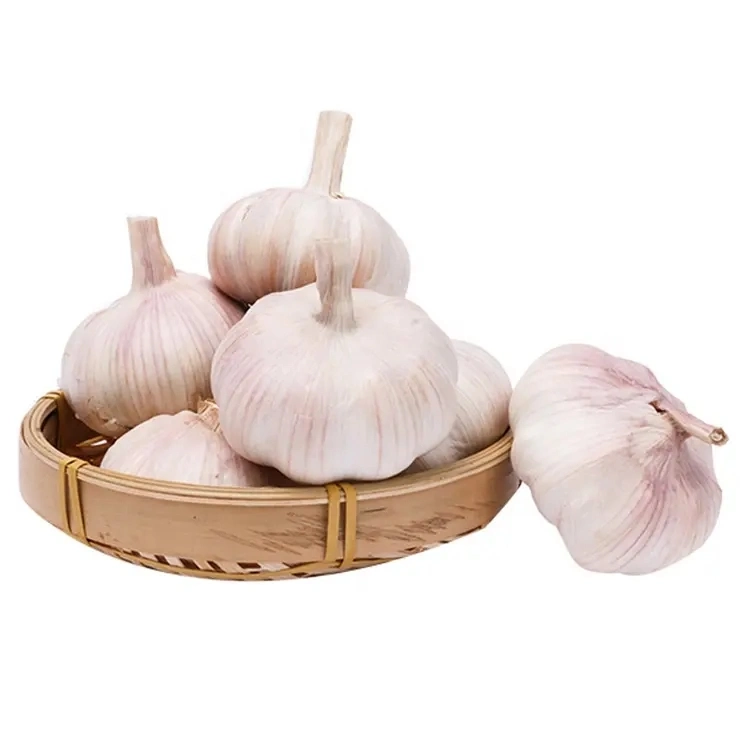 Supply China Fresh Red Garlic Normal White Garlic Fresh 10kgs for Import/Export