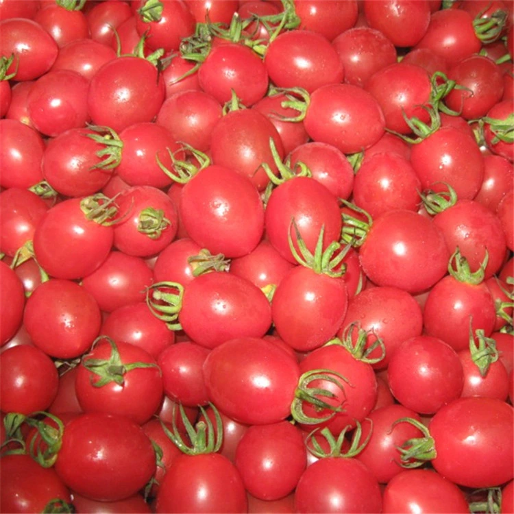 Unbestimmte rote Kirsche Tomatensamen Gemüsefrucht Samen für die Aussaat