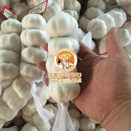 Chinese Best Fresh Natural Garlic Price