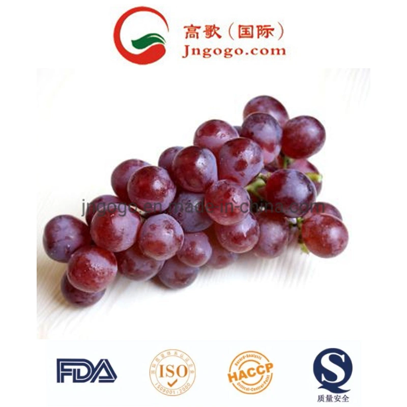 New Crop High quality/High cost performance Fresh Green Grape for Exporting