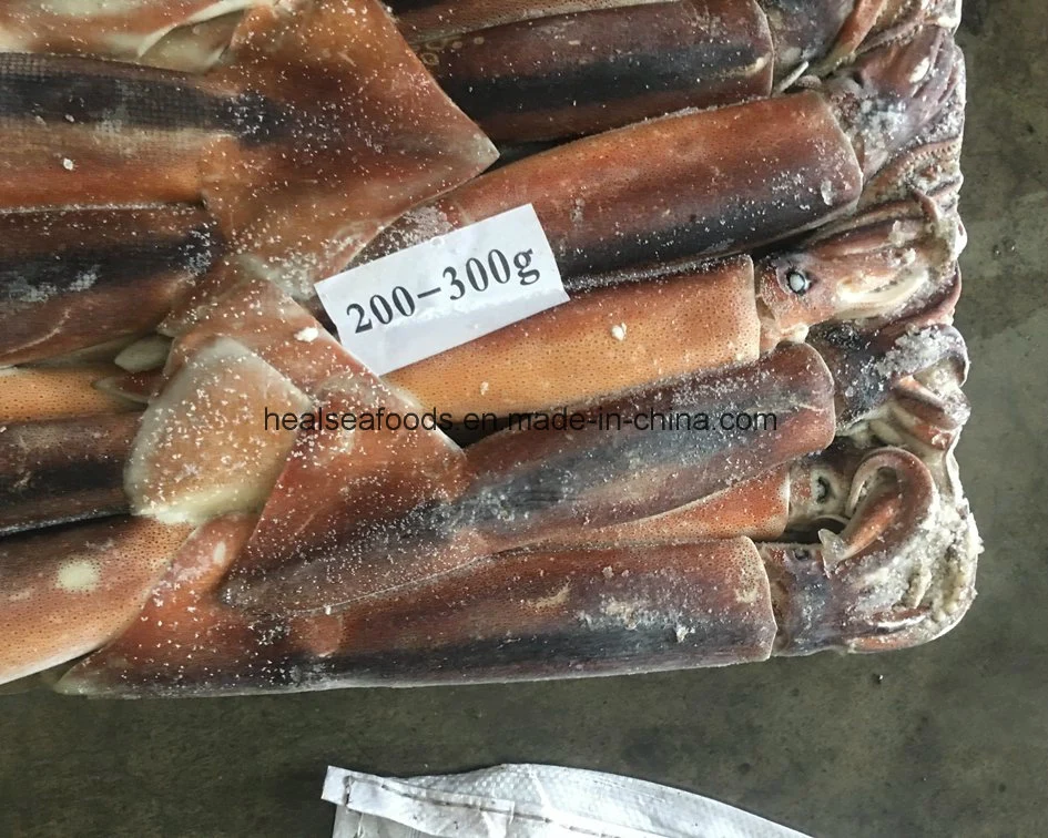 12.5kgs Bqf Squid Illex Argentinus Squid From China