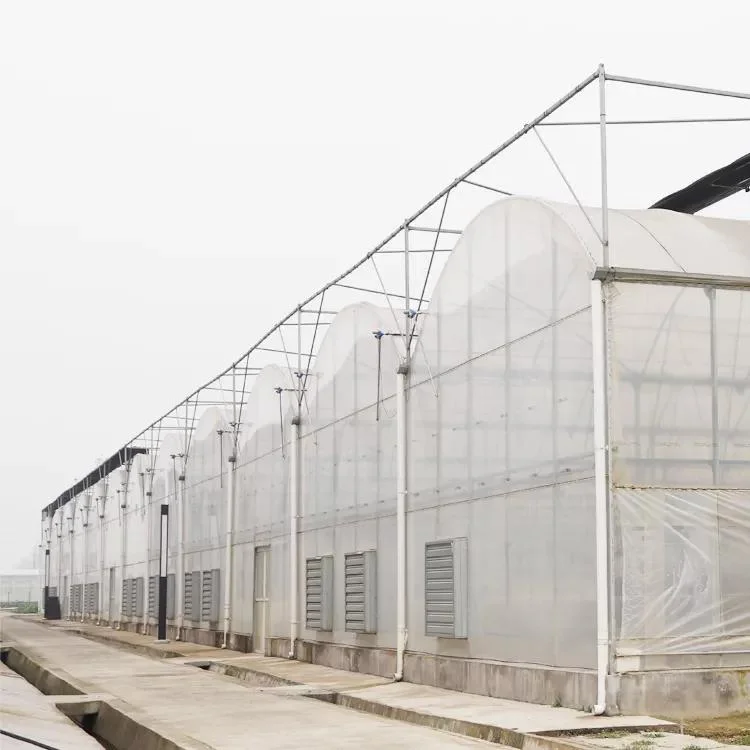 Easy Installed Best Price Plastic Film Greenhouse Hydroponic Greenhouse for Vegetables