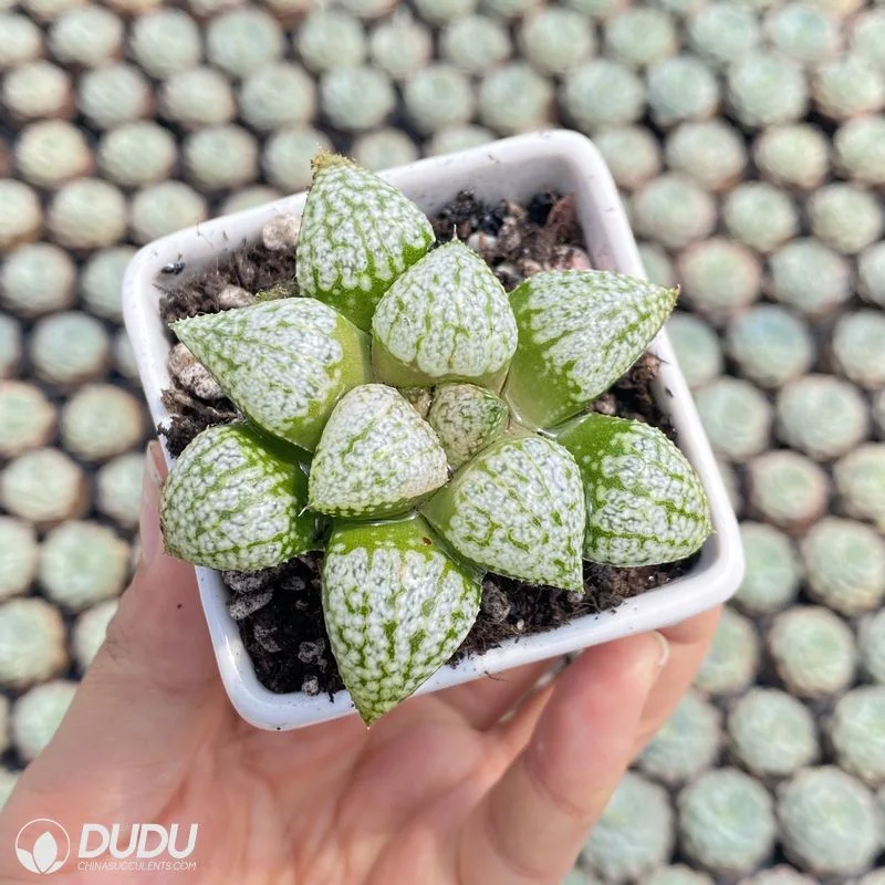 Dudu Hot sale China nursery bon marché Haworthia Mordor Echeveria/Lithop/Haworthia/Cactus succulent Usine