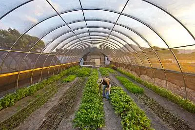 Sunlight Greenhouse for Tomatoes or Other Vegetable Plant